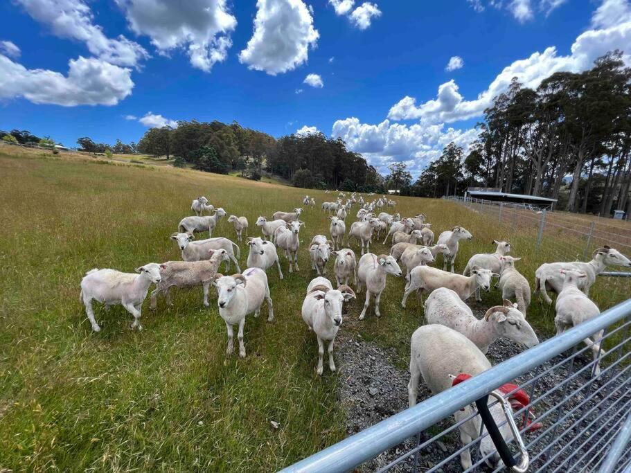 Ferienwohnung Amaroo With A View Set On A 50 Acre Hobby Farm Collinsvale Exterior foto