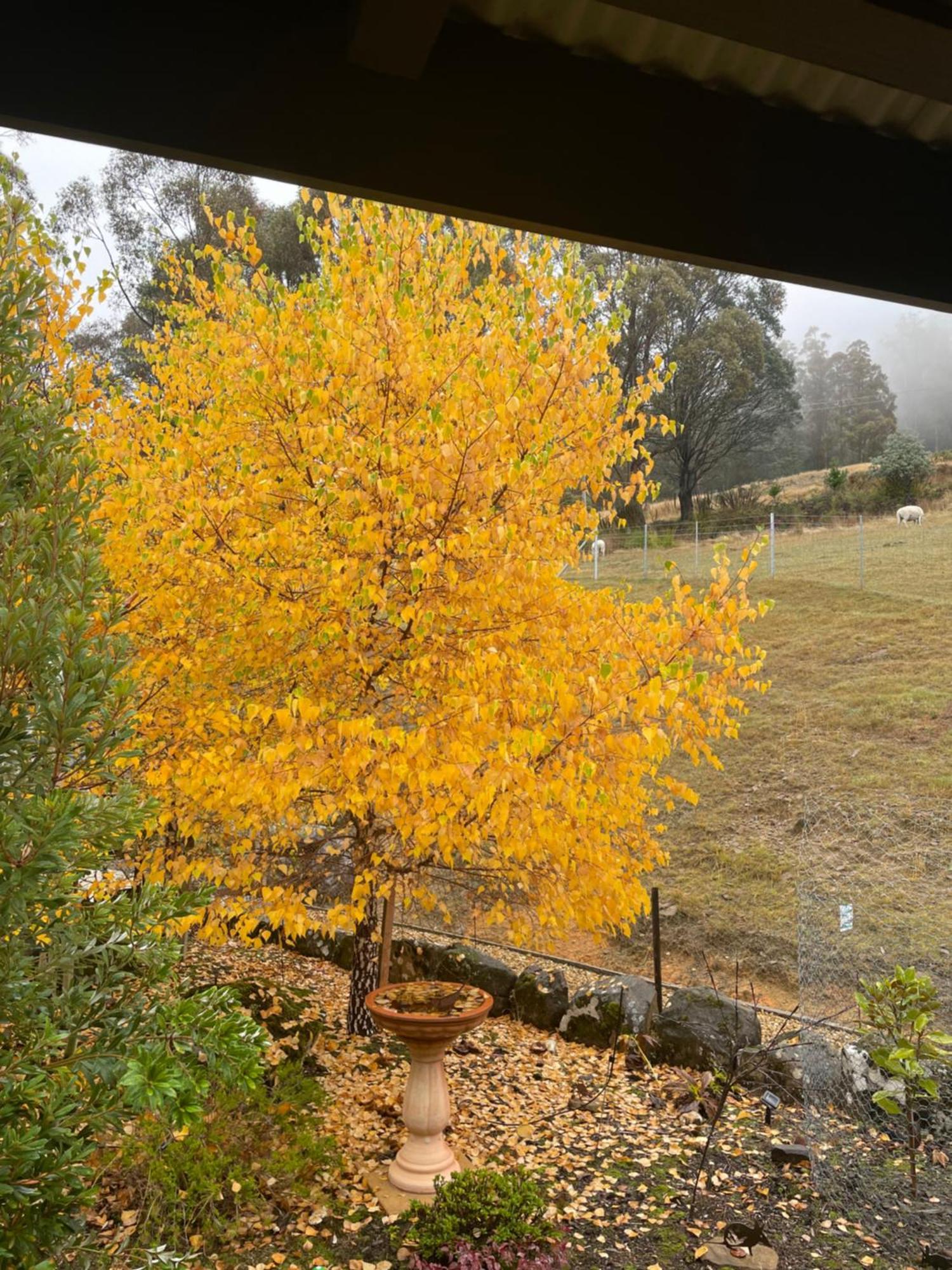 Ferienwohnung Amaroo With A View Set On A 50 Acre Hobby Farm Collinsvale Exterior foto