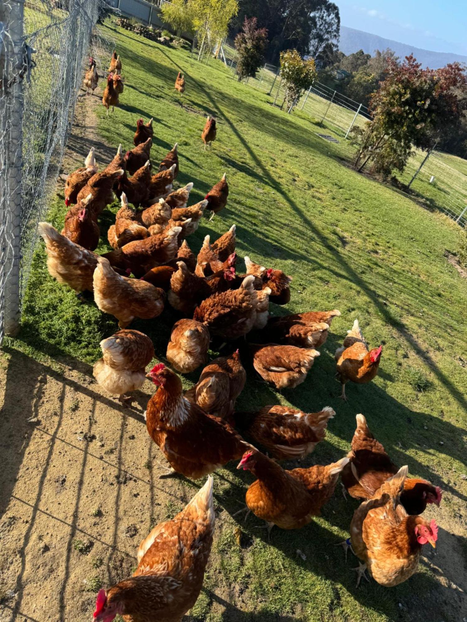 Ferienwohnung Amaroo With A View Set On A 50 Acre Hobby Farm Collinsvale Exterior foto